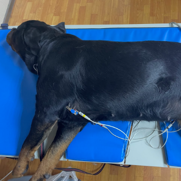 Обследование ЭКГ собаке
