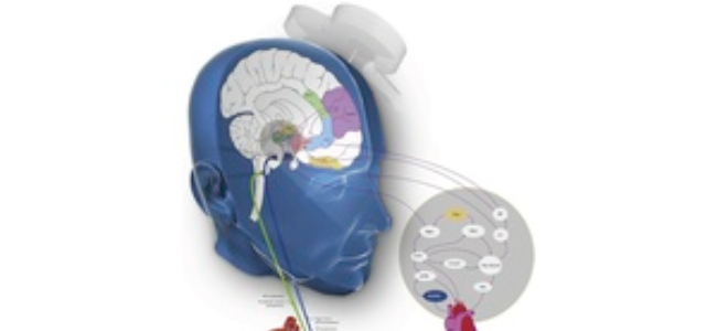 Neuro-Cardiac-Guided Transcranial Magnetic Stimulation
