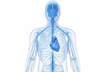 Межрегиональная научно-практическая конференция «Современные технологии в диагностике заболеваний сердечно-сосудистой и нервной систем»