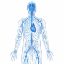 Современные технологии в диагностике заболеваний сердечно-сосудистой и нервной систем»