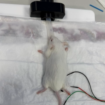 Neurosoft in Scientific Collaboration on Gene Therapy Development for Rare Hereditary Diseases