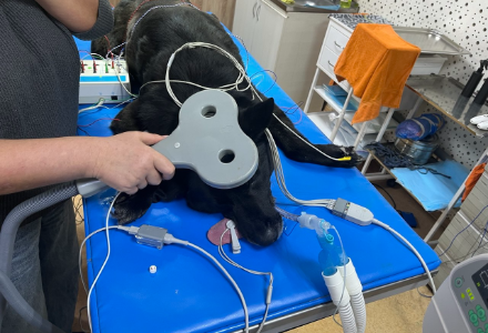 TMS in Veterinary Medicine: A Unique Russian Experience with Dogs